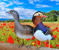 A Pair of Mandarin Ducks in a Poppy Field