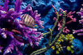 Butterflyfish and Corals in an Aquarium