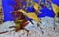 Weedy Seadragon