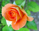 Peach Rose