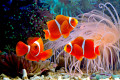 Maroon Clownfish on a Coral Reef