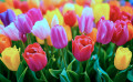 Beautiful Spring Tulips