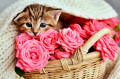Little Kitten in a Flower Basket