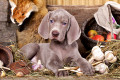 Weimaraner
