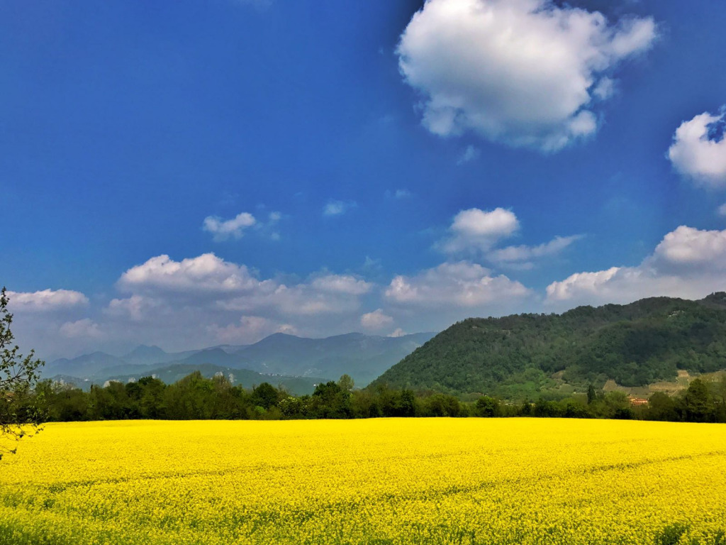 Soia Arlate jigsaw puzzle in finferlo puzzles on TheJigsawPuzzles.com