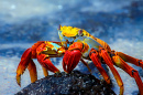 Sally Lightfoot Crab on a Lava Rock, Galapagos
