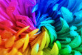Rainbow Chrysanthemum Macro