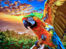 Macaw Against the Sunset
