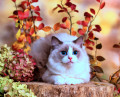 Ragdoll Kitten in Autumn Park