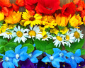 Rainbow Stripes of Summer Flowers
