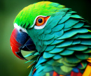 Close Up of a Colorful Parrot