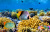 Tropical Fish and Corals in the Red Sea, Egypt