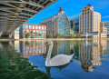 White Swan on the Canal de l'Ourcq, Paris, France