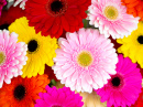 Close-Up of Colorful Gerberas