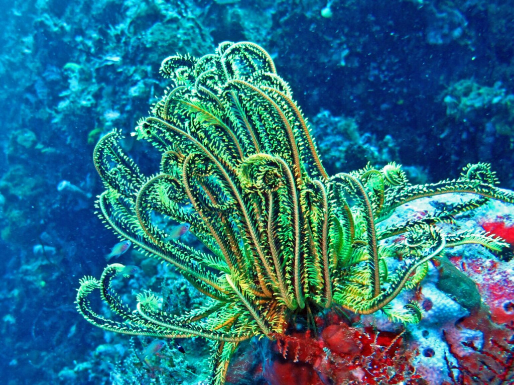 Green Crinoid jigsaw puzzle in Carolyn Wright puzzles on TheJigsawPuzzles.com