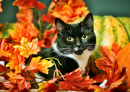 Black Cat with Pumpkins and Autumn Leaves