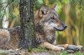 A Wolf Resting behind a Tree