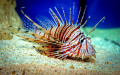 Red Lionfish in a Marine Reef Aquarium