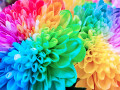 Macro of Rainbow Flowers