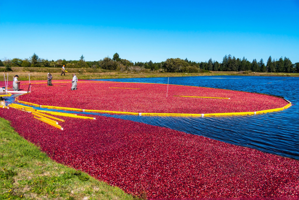 BandonCranberries jigsaw puzzle in Tim Westfeldt puzzles on TheJigsawPuzzles.com