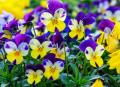 Pansies in a Garden in Bad Pyrmont, Germany