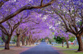 Jacaranda Trees in Bloom in Grafton, Australia
