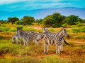 A Group of Zebras in the Savannah, Africa