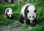 Mother Panda and Baby Panda