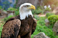 A Bald Eagle