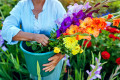 Farmer with Fresh Gladioli and Dahlia Flowers