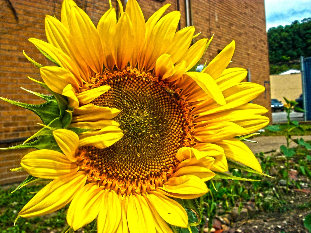 Sunflower jigsaw puzzle in Flowers puzzles on TheJigsawPuzzles.com