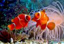 Maroon Clownfish on a Tropical Coral Reef