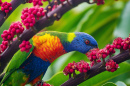 Rainbow Lorikeet, Airlie Beach, Australia
