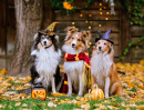 Shetland Sheepdogs