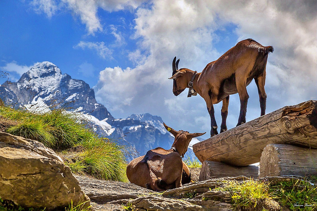 An Unexpected Encounter while Hiking, Switzerland jigsaw puzzle in Animals puzzles on TheJigsawPuzzles.com