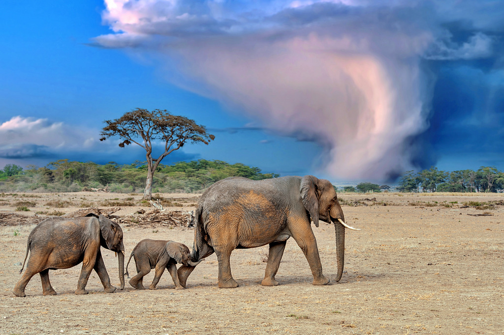 Stormy Skies over Kenya National Park, Africa jigsaw puzzle in Animals puzzles on TheJigsawPuzzles.com