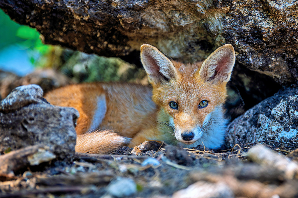 Red Fox in the Forest jigsaw puzzle in Animals puzzles on TheJigsawPuzzles.com