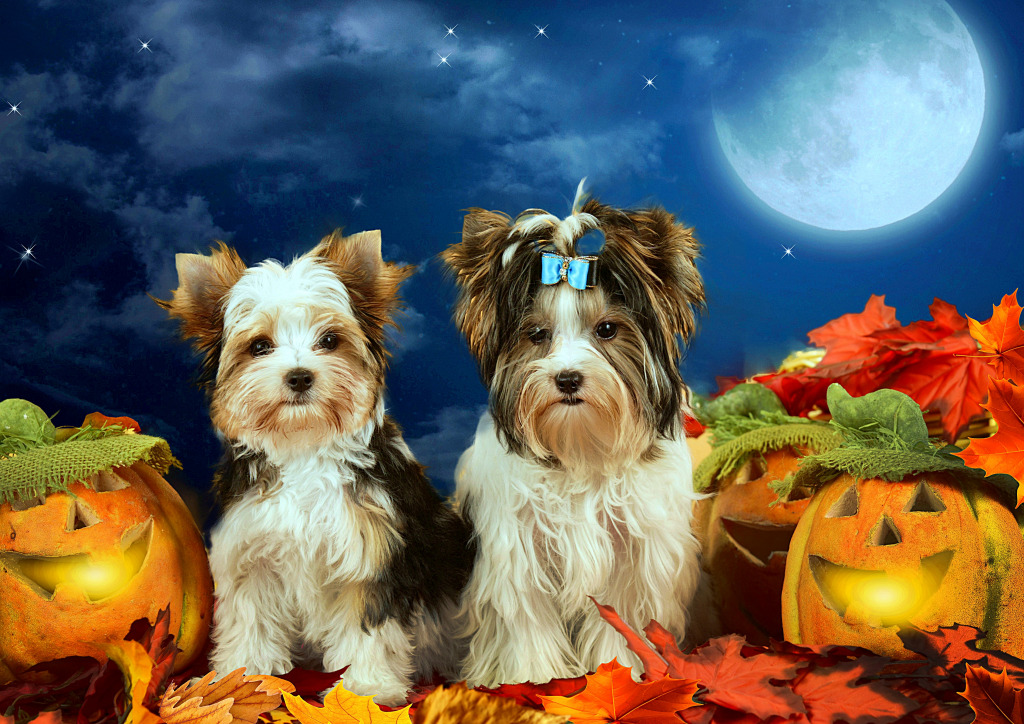 Trick-or-Treaters jigsaw puzzle in Animals puzzles on TheJigsawPuzzles.com