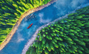 Aerial View of a Canoe on a Forest River