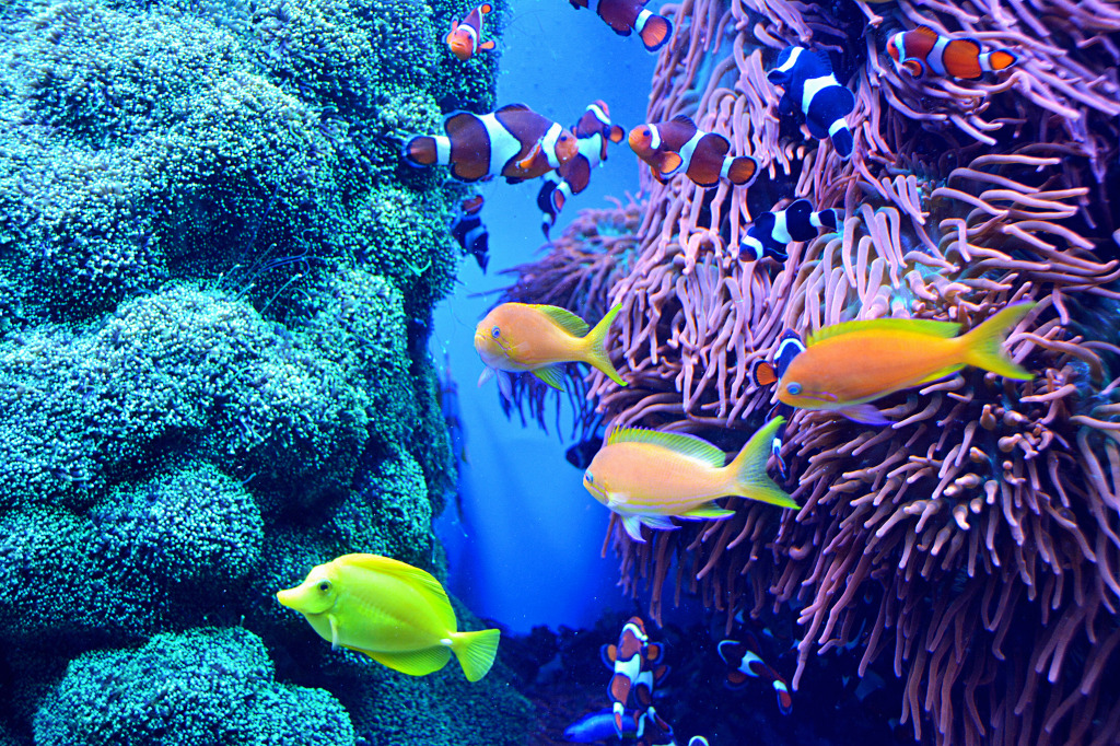 Tropical Fish Tank jigsaw puzzle in Under the Sea puzzles on TheJigsawPuzzles.com