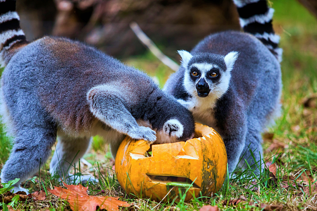 Curious Ring-Tailed Lemurs at Zagreb Zoo, Croatia jigsaw puzzle in Halloween puzzles on TheJigsawPuzzles.com