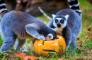 Curious Ring-Tailed Lemurs at Zagreb Zoo, Croatia
