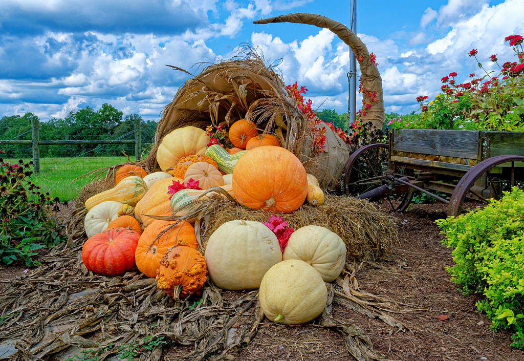 A Large Cornucopia Filled with Pumpkins jigsaw puzzle in Puzzle of the Day puzzles on TheJigsawPuzzles.com