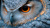 A Close-Up Photograph of an Eagle Owl