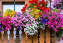 Traditional Balcony with Flowers in the Alps
