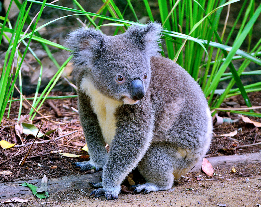 A Cute Koala in Queensland, Australia jigsaw puzzle in Animals puzzles on TheJigsawPuzzles.com