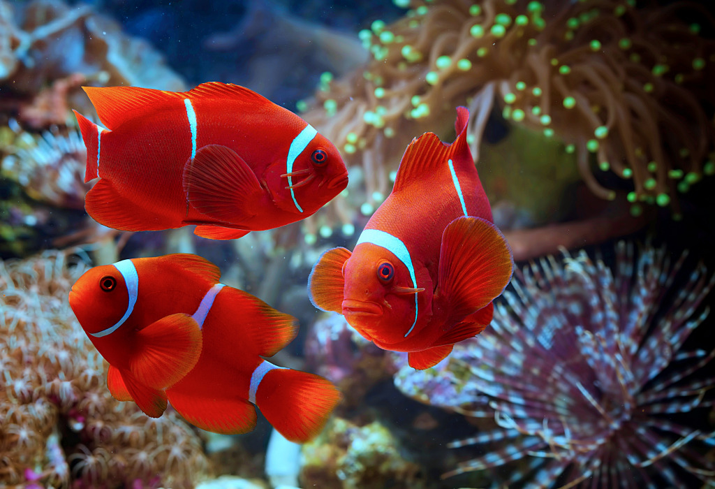 A Maroon Clownfish on a Coral Reef jigsaw puzzle in Under the Sea puzzles on TheJigsawPuzzles.com