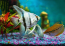 Opaline Gourami and Silver Angelfish