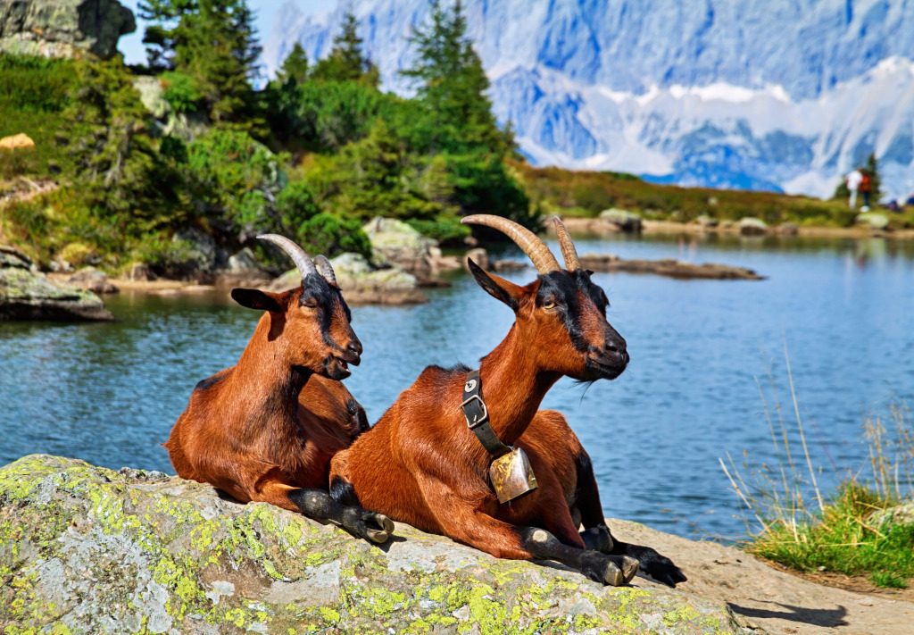 Goats Resting in an Alpine Landscape, Austria jigsaw puzzle in Puzzle of the Day puzzles on TheJigsawPuzzles.com