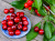 Cherries on a Blue Plate on a Table in the Garden